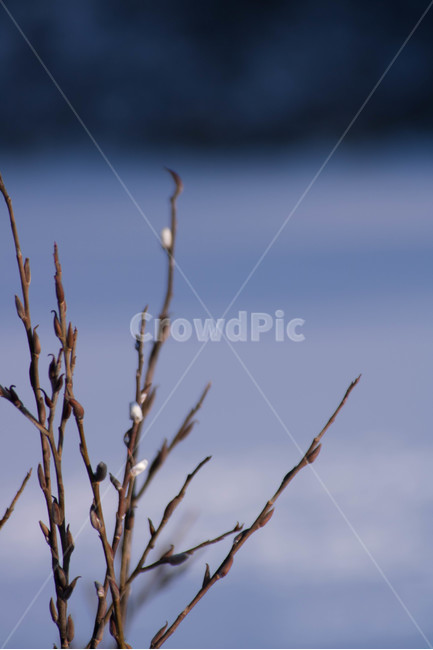 겨울,나무,꽃,고독,풍경,자연,식물,겨울,계절,winter,season,식물,자연,plants,nature