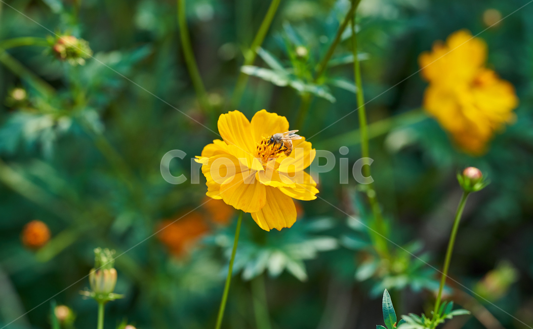 코스모스,노란코스모스,꽃,벌,식물,식물,자연,plants,nature,꽃,flower,곤충,벌레,insect,bug