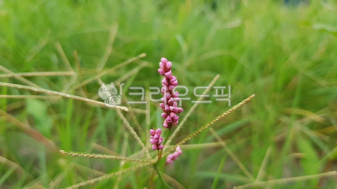 plant,여뀌,개여뀌,식물,풀