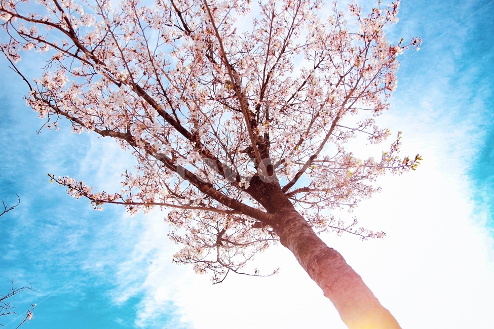 꽃,나무,식물,봄,나뭇가지,하늘,벚꽃,분홍색,봄,계절,spring,season,식물,자연,plants,nature,꽃,flower,나무,trees,wood,plant,tree