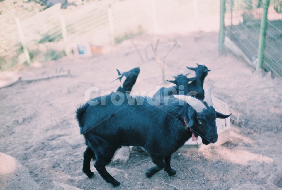 동물,animal,염소,goat,흑염소,필름,film,공원,park,동물원,zoo,동물,animal,포유류,mammal