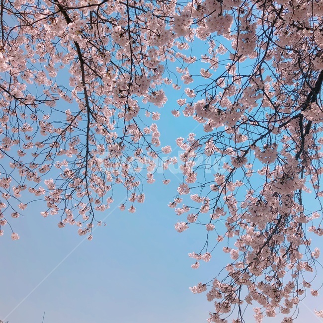 벚꽃,하늘,꽃,봄,풍경