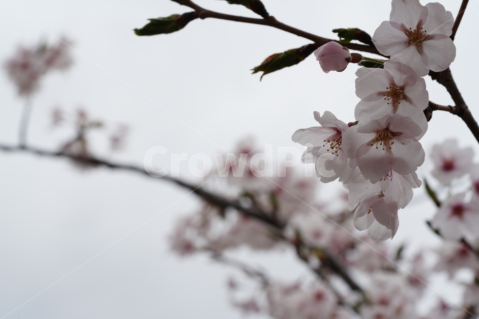 벚꽃,꽃,계절,봄,봄꽃,플라워,flower,날씨,화이트,흰색,하얀색,생명,생물,나무,느낌,감성,봄,계절,spring,season,식물,자연,plants,nature,꽃,flower,plant,blossom
