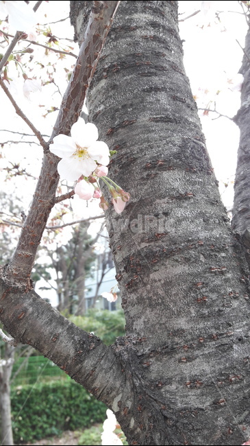 spring flowers,cherry tree,Cherry Blossom Ending,cherry blossom,March flowers