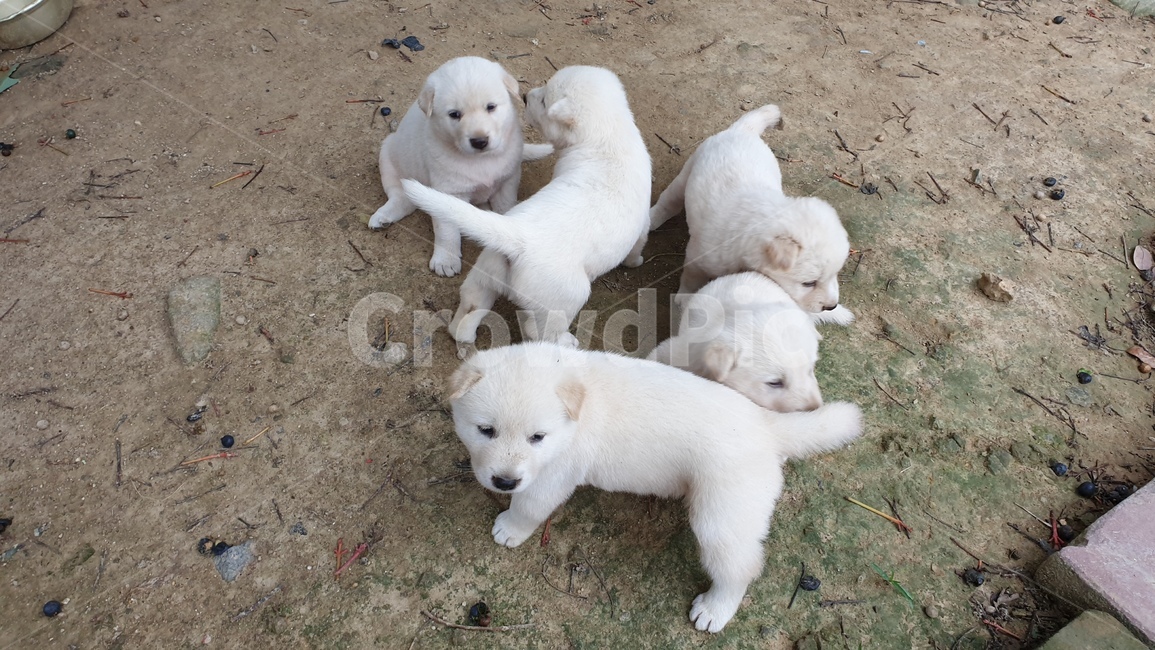 동물,강아지,dog,진돗개,백구,animal,동물,animal,포유류,mammal,개,강아지,dog,doggy
