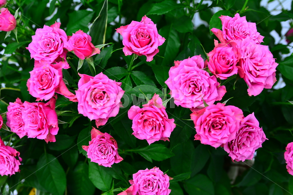 장미,장미꽃,로즈,꽃,아름다움,예쁜,플라워,데코레이션,꽃송이,꽃잎,feeling,rose,flowers,5월,계절의여왕,가시,가든,정원,앞뜰,장미원,장미축제,BEAUTIFUL,plant,garden,핑크색장미,분홍장미,pink,꽃밭,식물,자연,plants,nature,꽃,flower