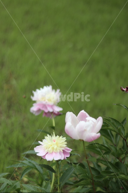 작약꽃,봄,풍경,꽃,맑음,식물,자연,plants,nature,꽃,flower