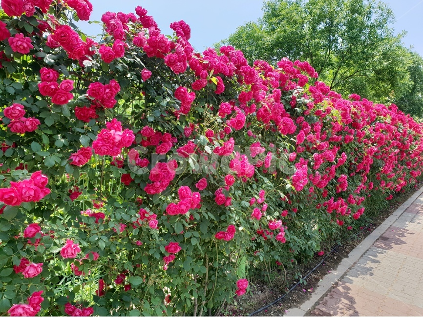 장미,빨간장미,rose,5월의장미,5월장미,redrose,꽃,풍경,식물,자연,plants,nature,꽃,flower