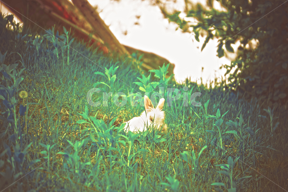 토끼,풀,공원,몽환,감성,올림픽공원,동물,풀숲,귀여움,동화,풍경,자연,rabbit,grass,park,animal,nature,landscape,fairytale,동물,animal,포유류,mammal,휴식,힐링,rest,relaxation,healing