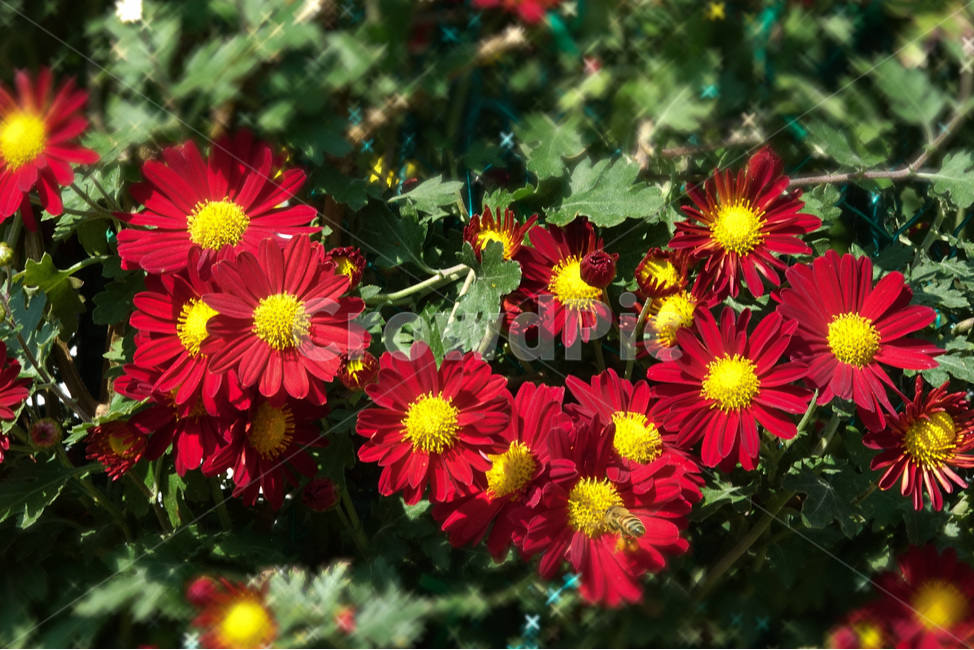 식물,꽃,데이지,국화,빨강꽃,가을,식물,자연,plants,nature,꽃,flower