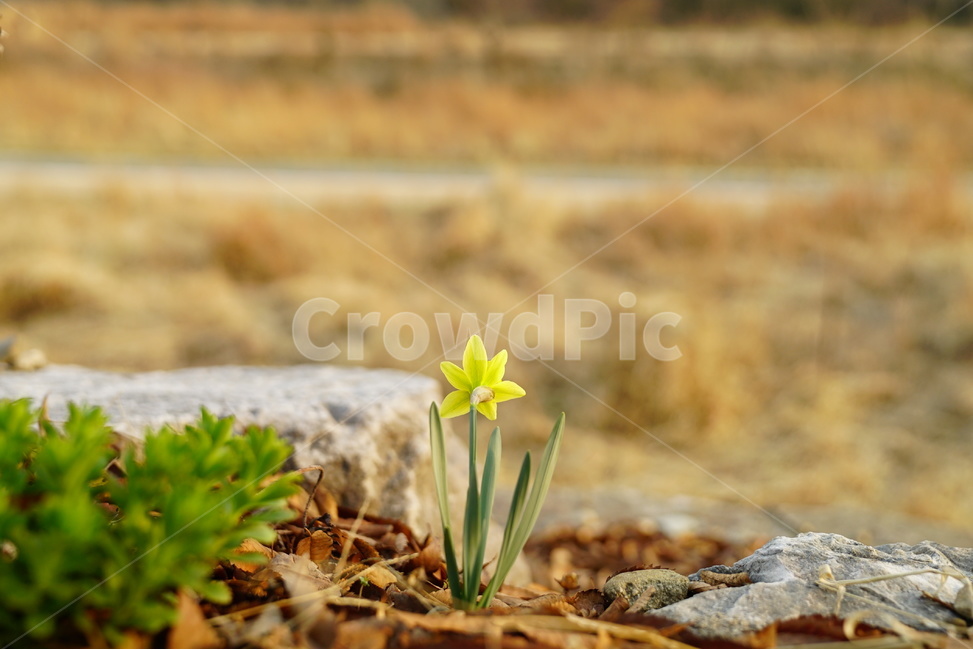 봄,꽃,꽃사진,클로즈업,수선화,봄,계절,spring,season,식물,자연,plants,nature,꽃,flower,plant,amaryllidaceae,수선화과,blossom,ground,바닥