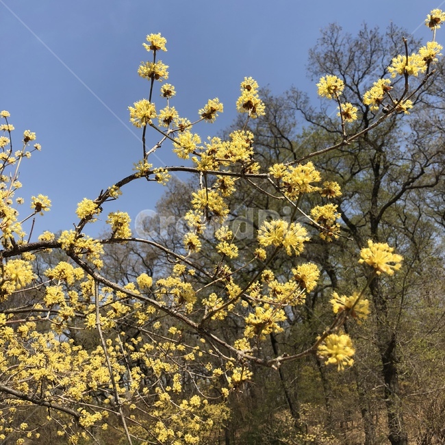 자연,풍경,나무,꽃밭,산수유꽃,식물,자연,plants,nature,꽃,flower