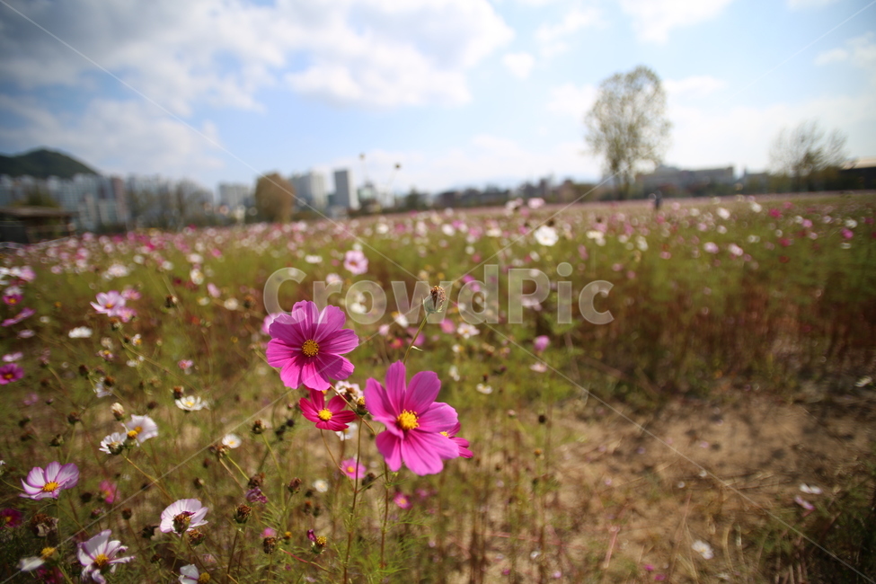 꽃,코스모스,하늘,들판,춘천,식물,자연,plants,nature,꽃,flower