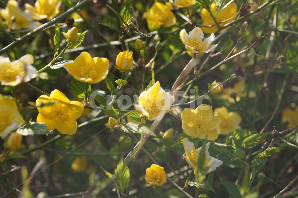 봄,꽃,자연,flower,spring,봄,계절,spring,season,식물,자연,plants,nature,꽃,flower,plant