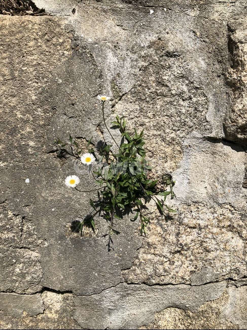 돌,국화,흰꽃,틈,꽃,강인,생명력,작은꽃,연약,식물,자연,plants,nature