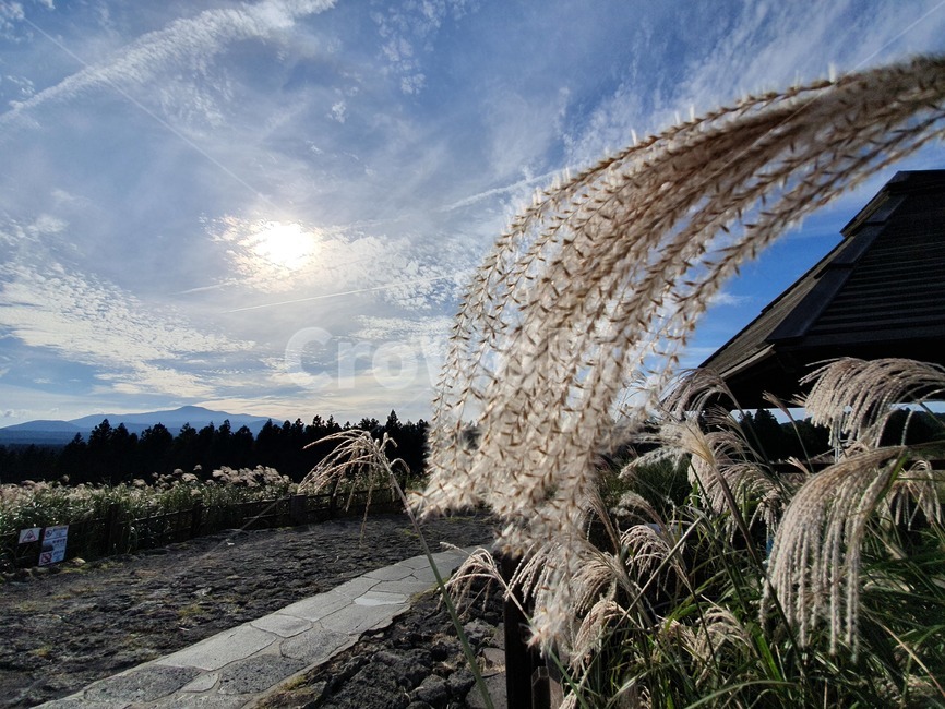 잔디,grass,plant,식물,억새,하늘,제주도,산굼부리,가을