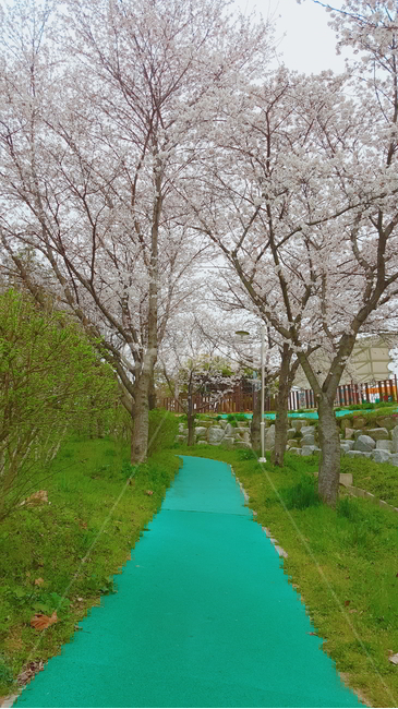 봄,공원,벚꽃,벚꽃나무,park,spring,시민공원,김제생활체육공원,산책로,자연,nature