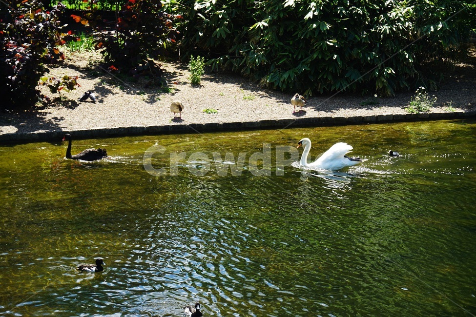호수,백조,swan,animal,동물,bird,새,water,물
