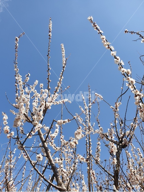 매화,봄,매화꽃,매화나무,spring,봄,계절,spring,season,plant,식물