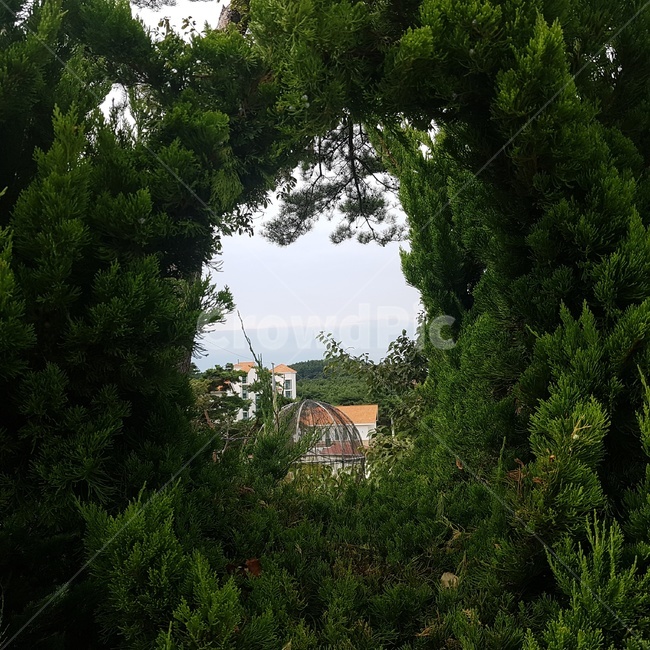 나무,풍경,view,경치,바다,하늘