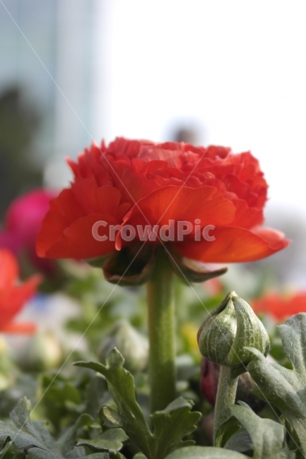 꽃,flower,design,wepdesign,red,redflowers,카네이션,느낌,feel,광고디자인,식물도감,야생화,카탈로그,컬럼,뉴스레터,간행본,책,북디자인,식물,plant,bookdesign,홍보,잡지,광고,식물,자연,plants,nature,꽃,flower