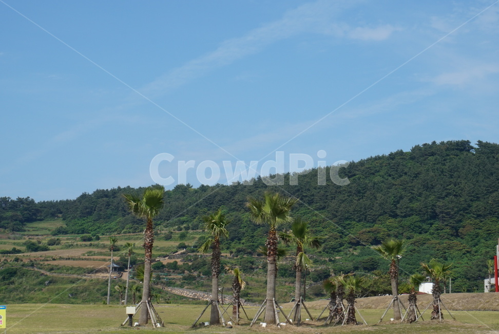 나무,하늘,tree,sky,풍경