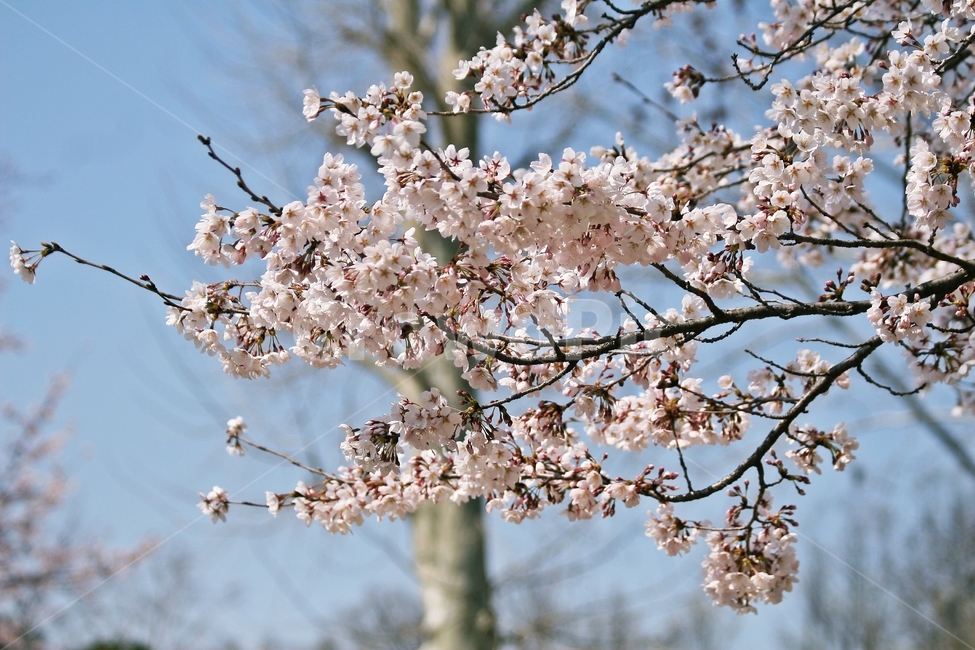 flower,blossom,plant,식물,꽃