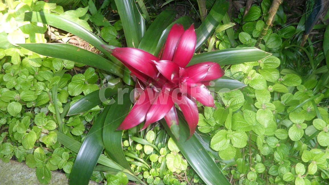 plant,식물,꽃,자연,flower,식물,자연,plants,nature,꽃,flower