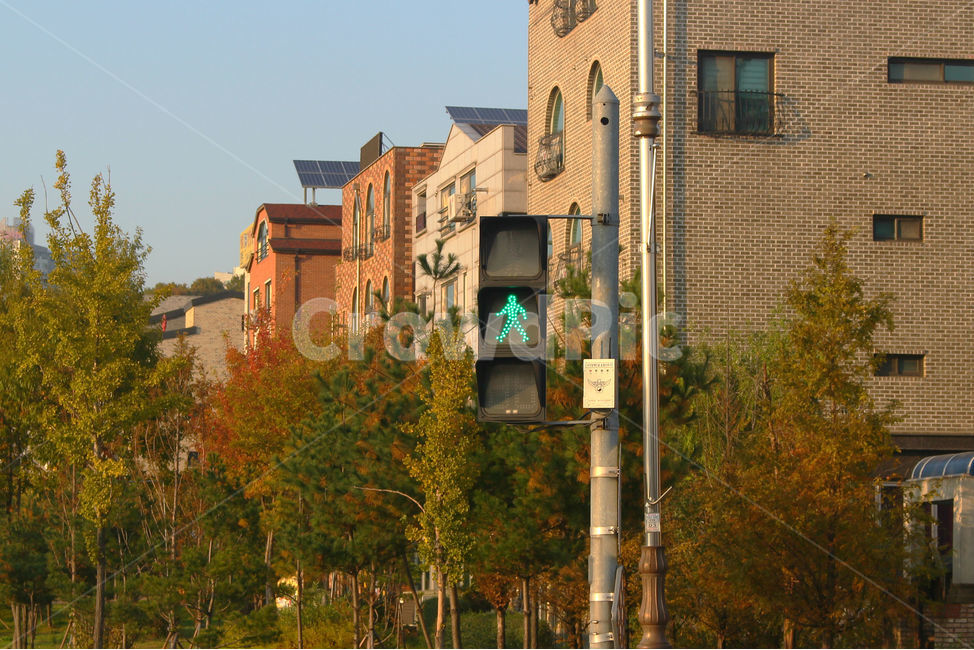 신호등,건물,저녁,횡단보도,나무,도시,풍경,city,landscape