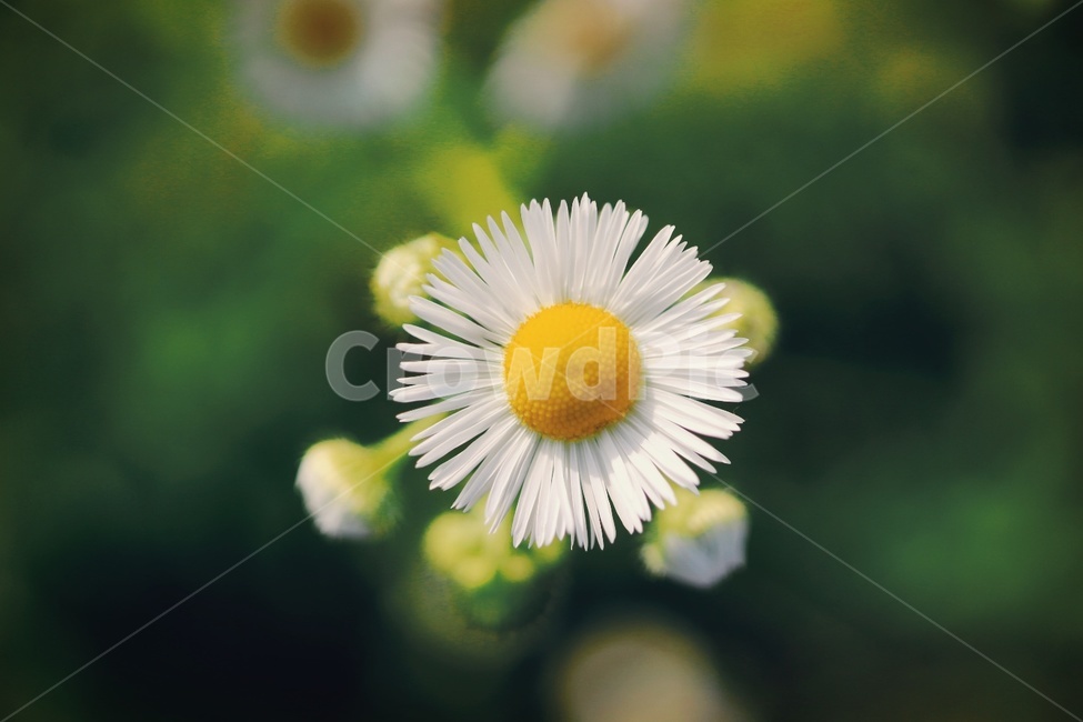 계란꽃,들꽃,노랑,흰색꽃,봄꽃,개망초,식물,flower