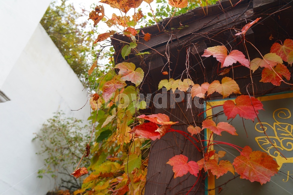 담쟁이,단풍,가을,덩굴식물,담쟁이넝쿨,만추,가을,계절,fall,autumn,season,plant,식물,leaf,잎,tree,나무,maple