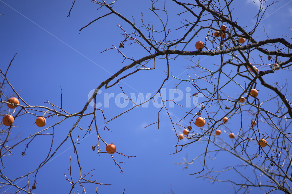가을,가을하늘,감,단감,홍시,식물,자연,plants,nature,나무,trees,wood,과일,열매,fruit