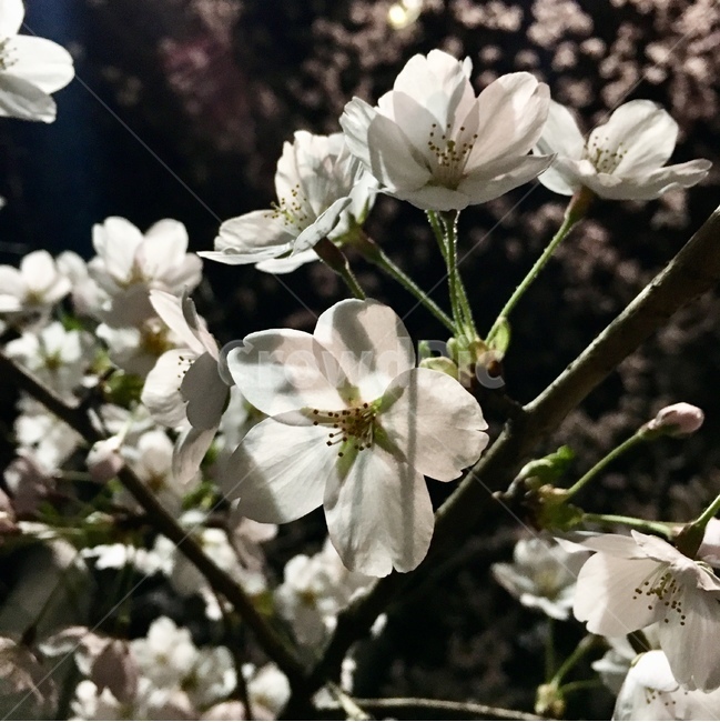 plant,식물,flower,꽃,벚꽃,봄,계절,spring,season,식물,자연,plants,nature,꽃,flower,blossom