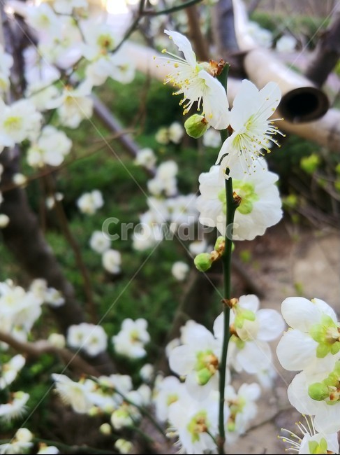 매화,봄꽃,하얀꽃,흰꽃,감성,꽃,flower,매화꽃,green,향기,plant,식물,white,식물,자연,plants,nature,꽃,flower