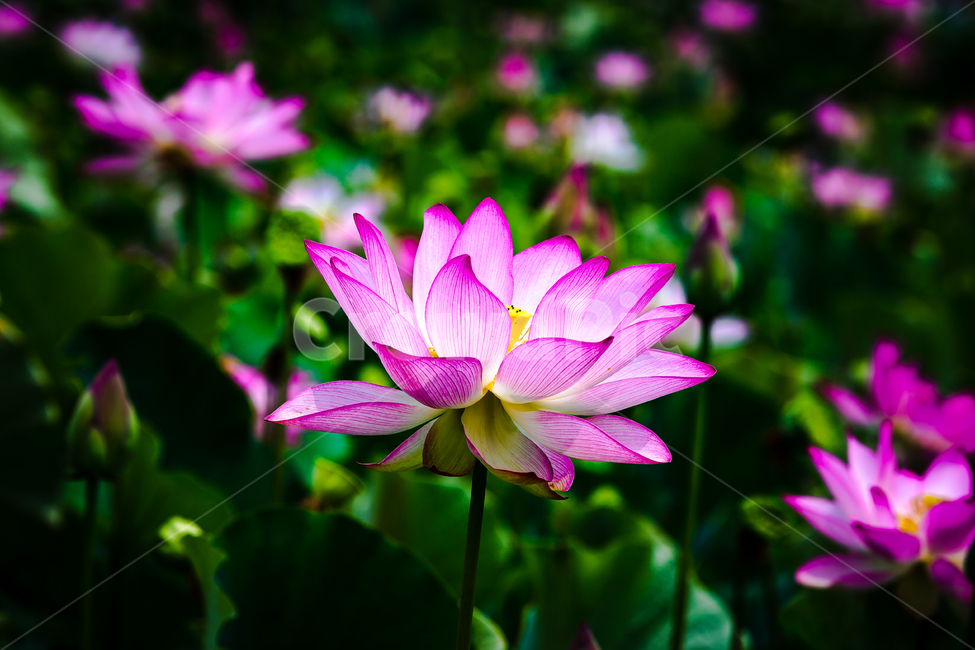 연꽃,연꽃밭,연못,연잎,호수,식물,자연,plants,nature,꽃,flower