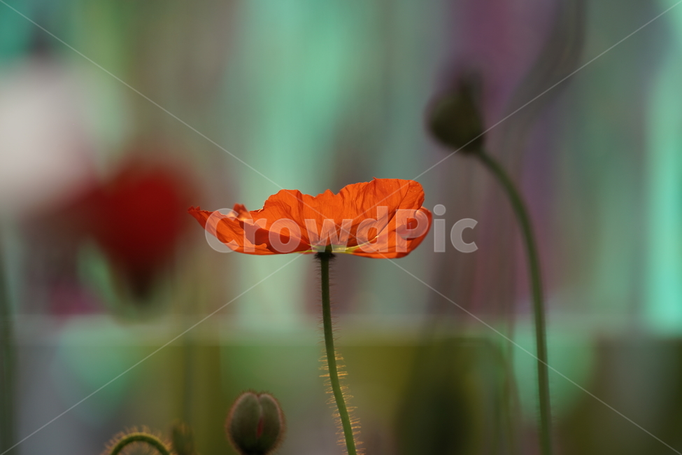 양귀비꽃,꽃,자연,힐링,고양꽃박람회,식물,자연,plants,nature,꽃,flower