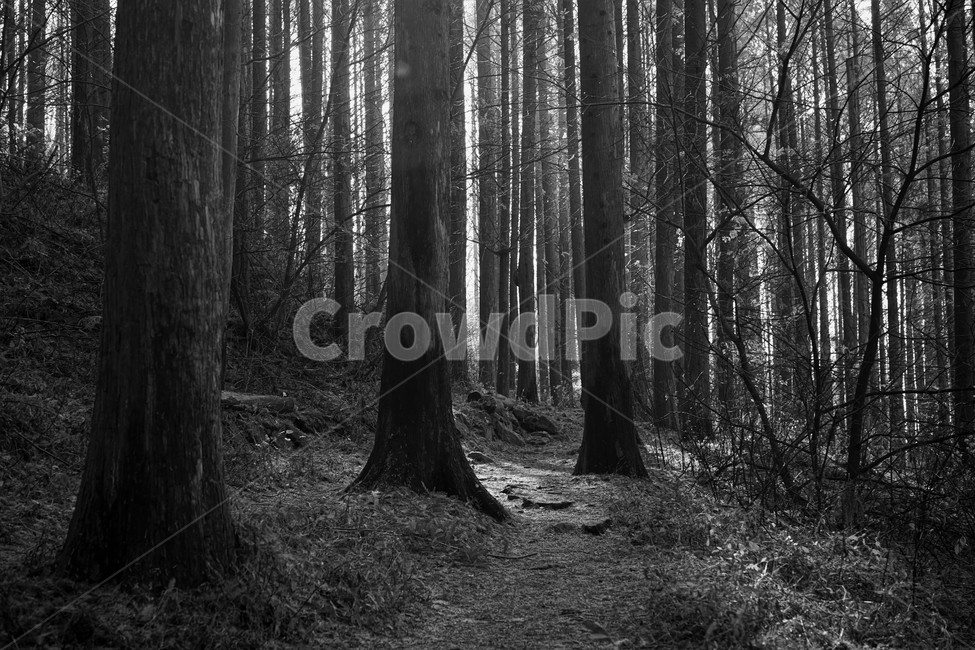 초겨울,숲,메타세콰이어,나무,자연,woods,forest,nature,모노크롬,bw,흑백사진,trail,latefall,walkway,trees,season,stroll,park,sunshine,그림자,shadow,fall,식물,자연,plants,nature,나무,trees,wood,흑백,모노톤,monochrome,black and white