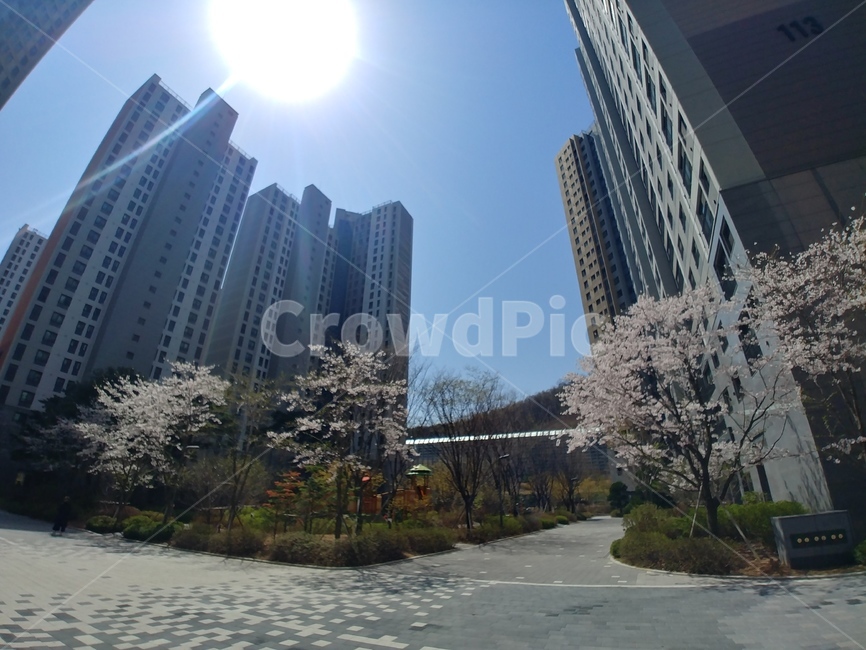 아파트,고층건물,벚나무,벚꽃,봄,도시,풍경,city,landscape
