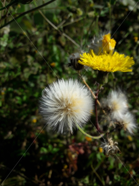 사데풀,야생화,국화과,plant,sonchusbrachyotus,가을꽃,꽃,flower,민들레,식물,자연,plants,nature