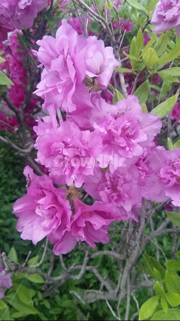 철쭉,겹철쭉,봄꽃,꽃,봄