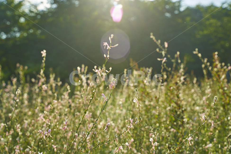 하늘,숲,햇빛,구름,빛내림,밭,풀밭,올림픽공원,햇살,자연,풍경,nature,landscape,휴식,힐링,rest,relaxation,healing,flare,플레어,light,빛,sunlight