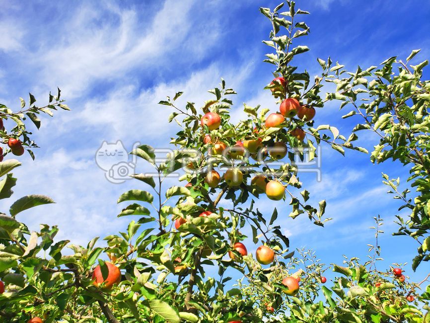 blue sky,appletree,fruit,apple orchard,apple farm,bluesky,white cloud,red apple,food,apple,orchard,plant,apple tree