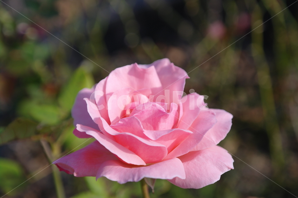 꽃,자연,장미,분홍,spring,식물,자연,plants,nature,꽃,flower