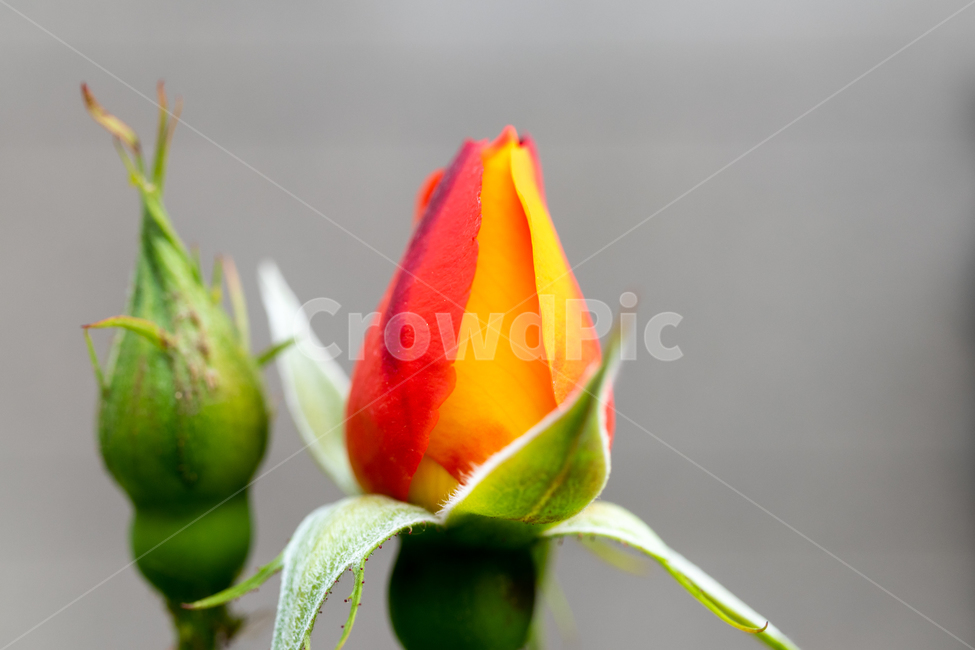 장미,접사,꽃망울,빨간색,노란색,macro,식물,rose,bloming,새싹,식물,자연,plants,nature,꽃,flower