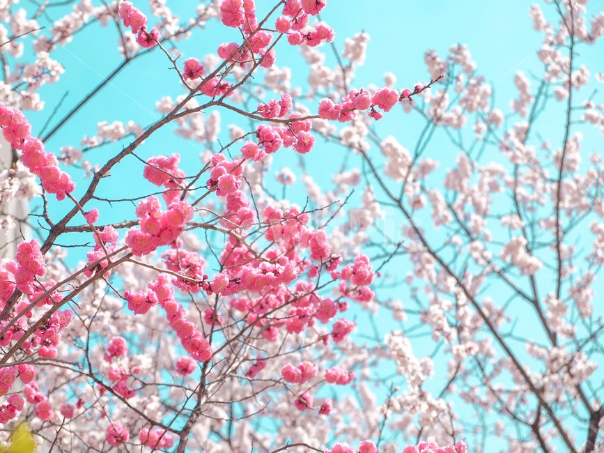 꽃,벚꽃,풍경,감성,색감,하늘,필름