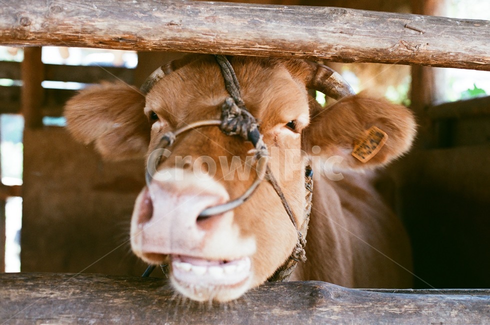 소,가축,동물,cow,농촌풍경,animal,cattle,포유류,mammal,동물,animal,포유류,mammal