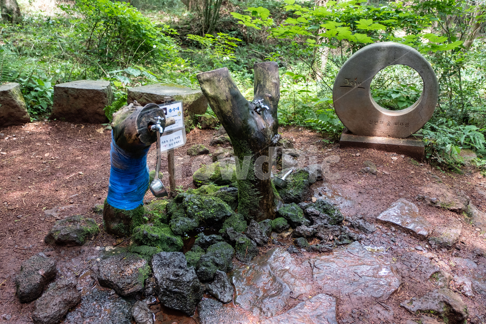 삼림,비자림,자연,풍경,숲,나무,풀,tree,nature,휴식,나무줄기,식물,plant,제주,제주도,식음대,식음수,물,자연,풍경,nature,landscape,식물,plants,나무,trees,wood