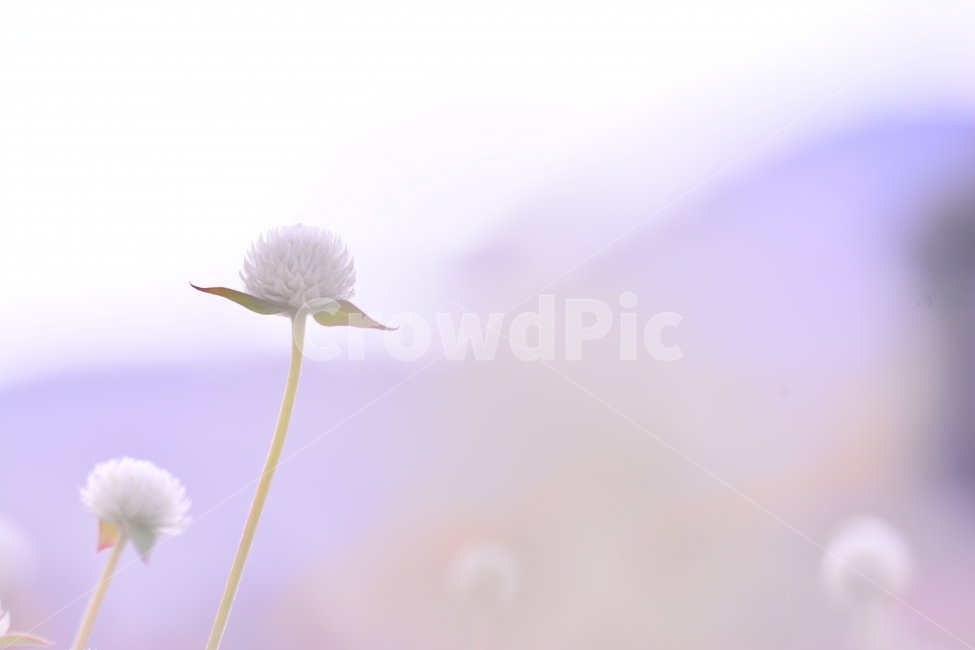감성,접사,마크로,꽃,천일홍,가을꽃,아름다움,sns,ebook,가을이미지,빨강,분홍,흰색,flowers,plants,red,colorful,칼라풀,색상,가을,autumn,fall,garden,공원,배경,백그라운드,바탕화면,꽃밭,명소,가볼만한곳,관광,산책,구경,tour,나리공원,뷰티풀,beautiful,feeling,emotion,필,분위기,느낌,park,야외,수많은,식물,풍경,자연,아름다운,꽃잔치,꽃물결,주말나들이,가든,천만송이,환상적인,몽환적,식물,자연,plants,nature,꽃,flower,감성,sensible,feeling