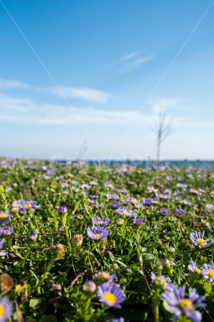 꽃,들꽃,식물,풀꽃,들판,자연,제주,자연,풍경,nature,landscape,식물,plants,꽃,flower
