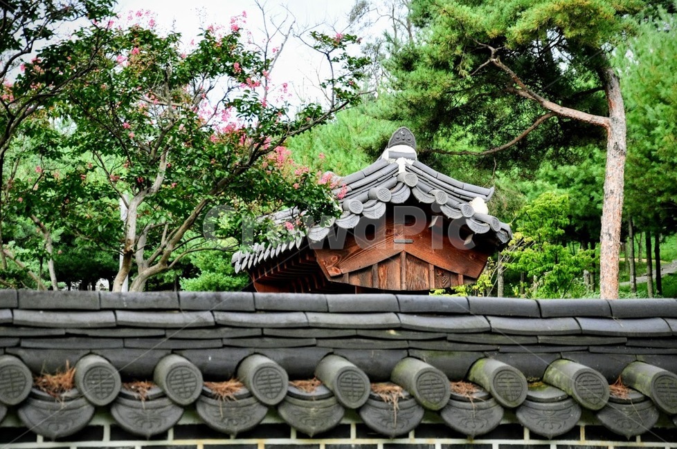 한옥,한옥지붕,고궁,담,소나무,기와,궁,지붕,한국전통,한국문화,korean traditional,korean culture,건축물,건물외관,exterior,building,structure,architecture,construction